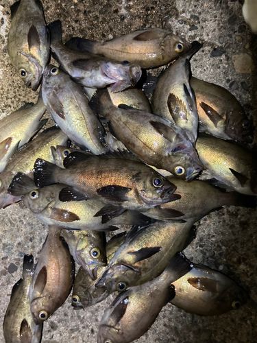シロメバルの釣果