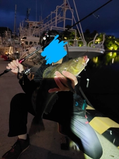 アイナメの釣果