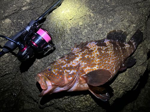 キジハタの釣果