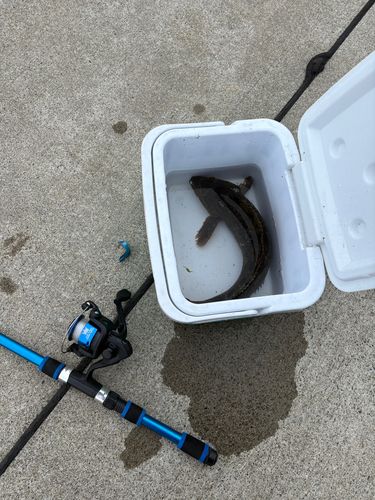 アイナメの釣果
