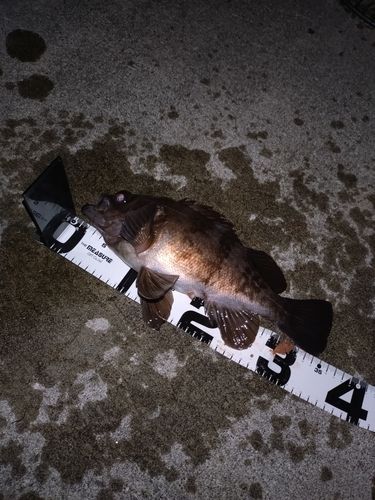 メバルの釣果