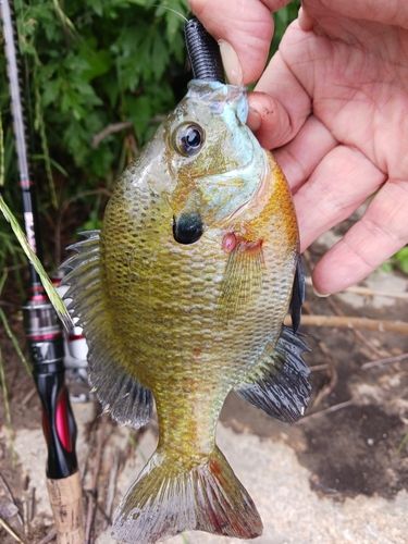 ブルーギルの釣果