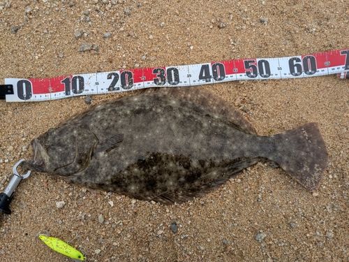 ヒラメの釣果