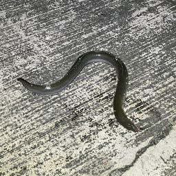 ウナギ