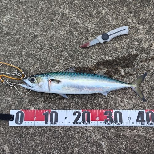 サバの釣果