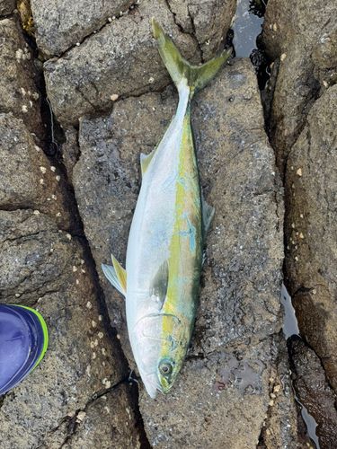 イナダの釣果