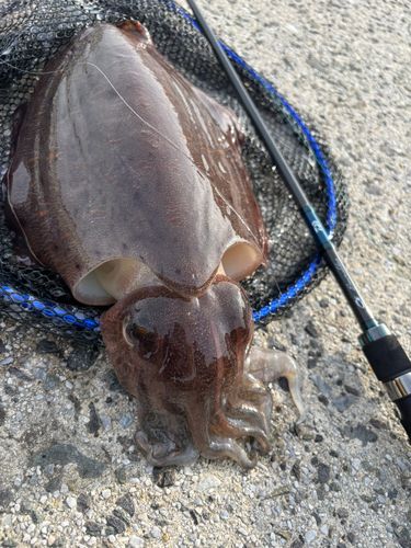コウイカの釣果