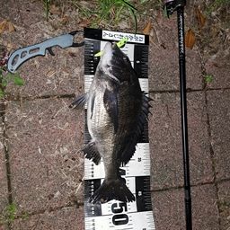 クロダイ