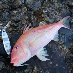 ホウライヒメジの釣果