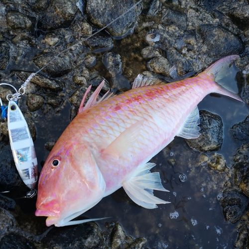 ホウライヒメジの釣果