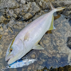 ショゴの釣果