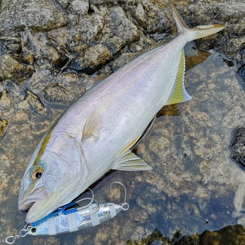 ショゴの釣果