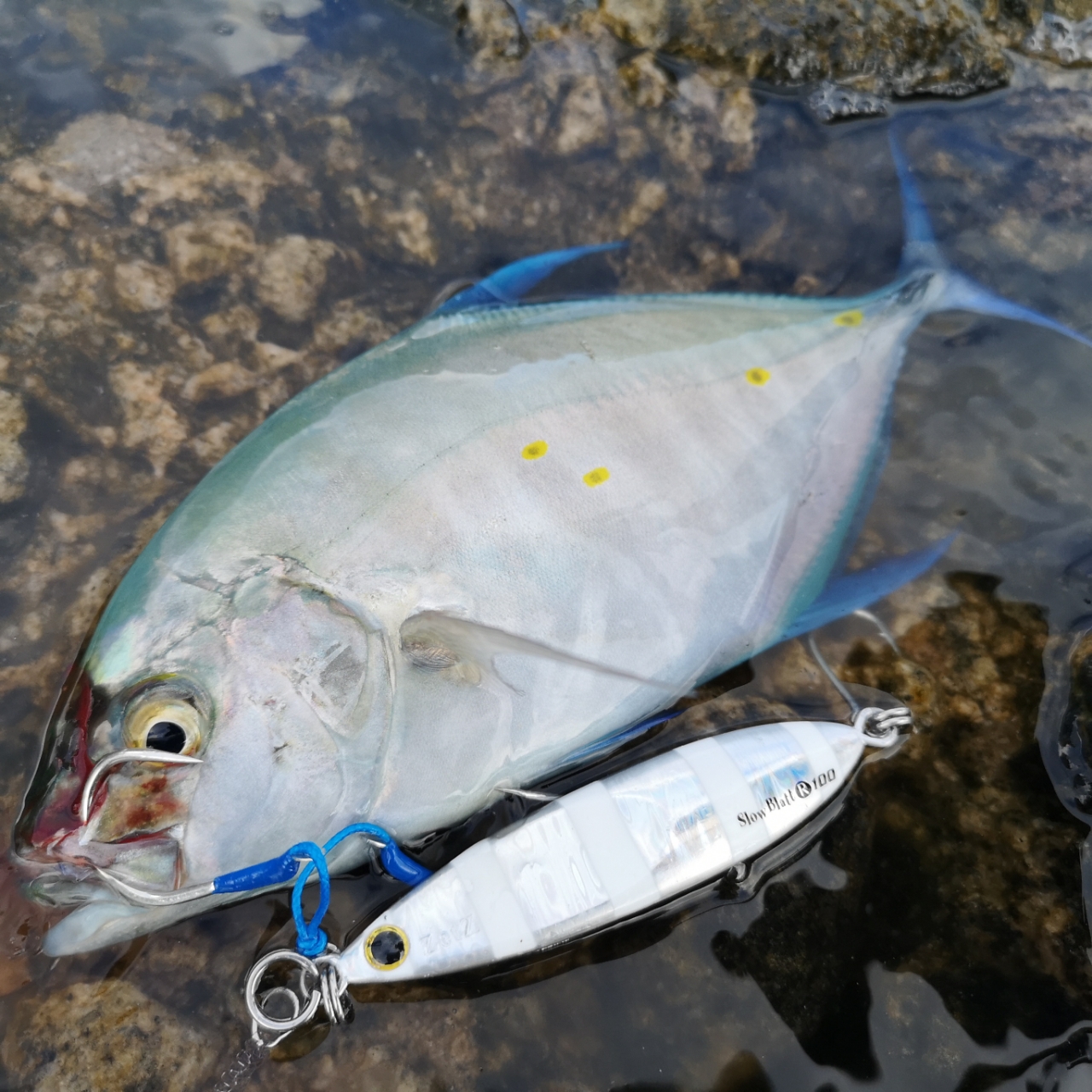 SHIMANO 22コルトスナイパー XR MB S100H-5の最安値・インプレ