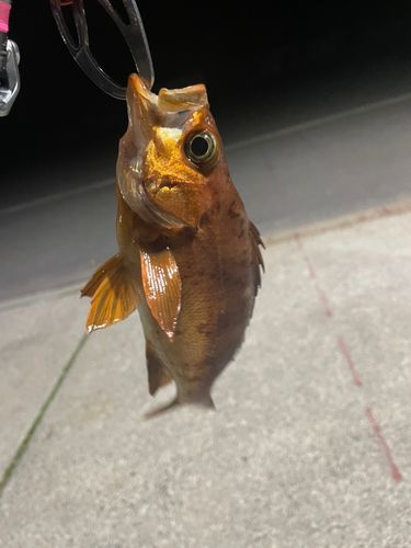 アカメバルの釣果