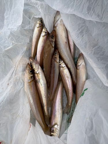 キスの釣果