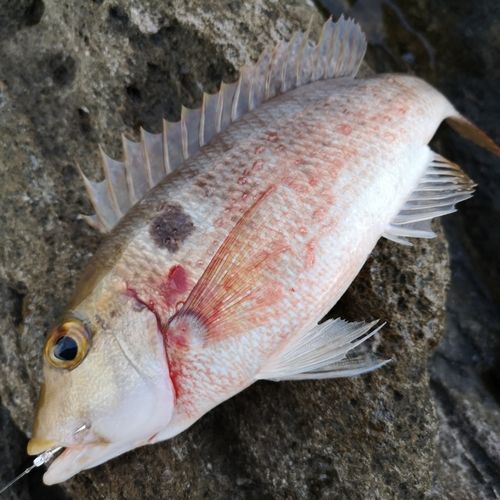 マトフエフキの釣果