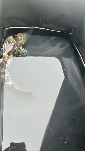 アイナメの釣果