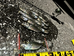 アジの釣果