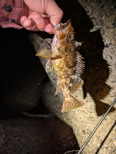 カサゴの釣果
