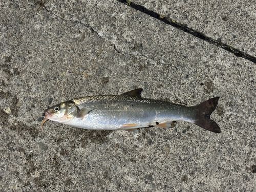 ウグイの釣果