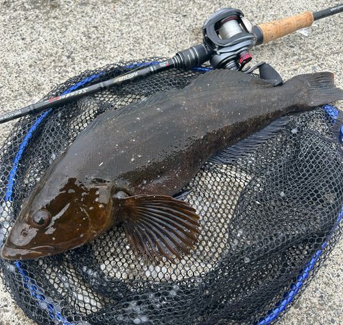 アイナメの釣果