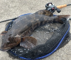アイナメの釣果