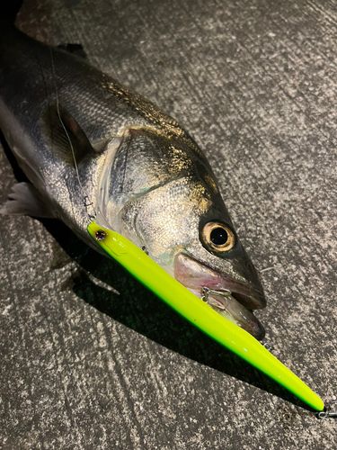 スズキの釣果