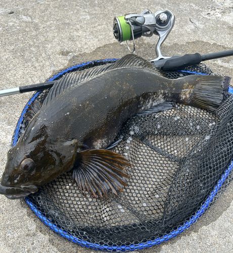 アイナメの釣果