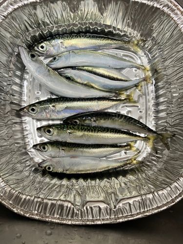 サバの釣果