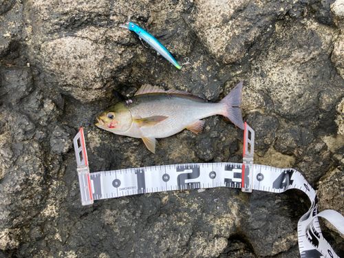 イサキの釣果