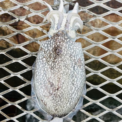 シリヤケイカの釣果