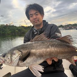 シーバス