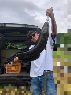 ライギョの釣果