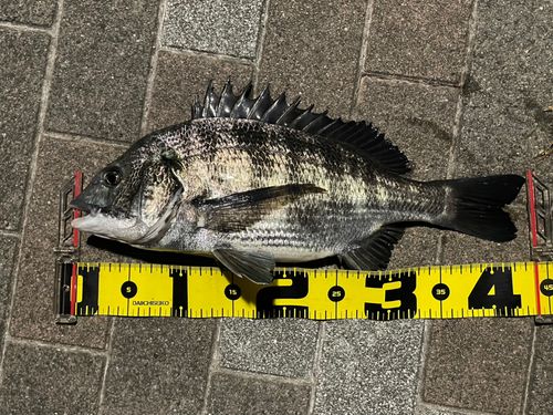 クロダイの釣果