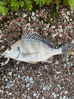 キビレの釣果
