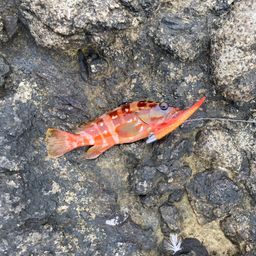 アカハタ