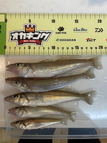 キスの釣果
