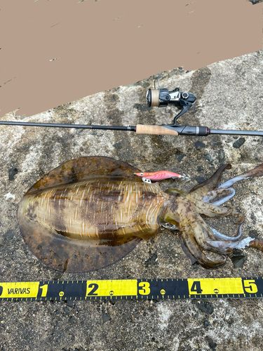 アオリイカの釣果