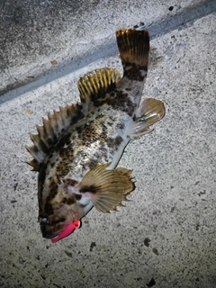 ベッコウゾイの釣果