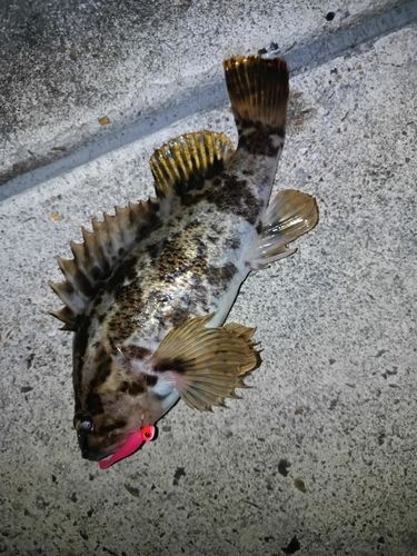 ベッコウゾイの釣果