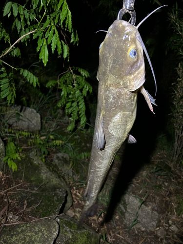 アメリカナマズの釣果