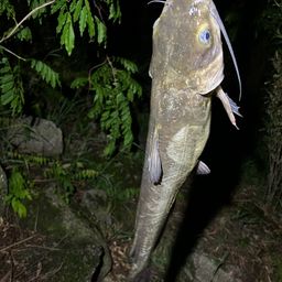 アメリカナマズ