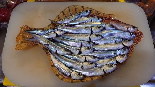サバの釣果