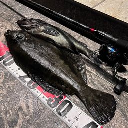 クロガシラガレイ