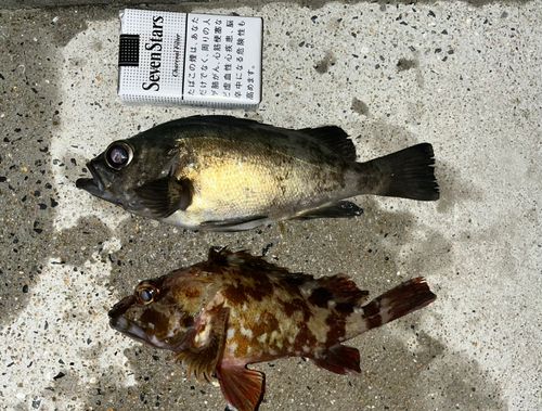 メバルの釣果