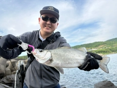 ヒラスズキの釣果