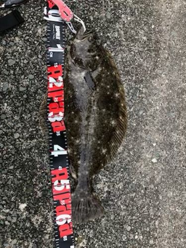 ヒラメの釣果