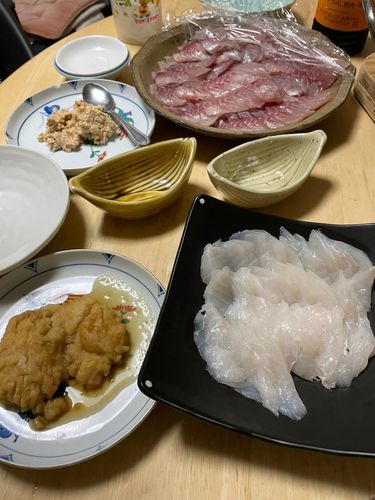 ウマヅラハギの釣果