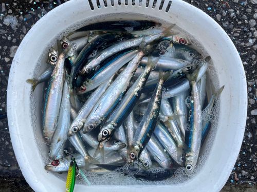 ウルメイワシの釣果