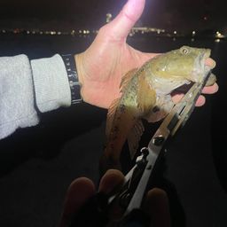 マハゼ